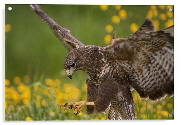 Buzzard landing in flower Meadow Acrylic by Val Saxby LRPS