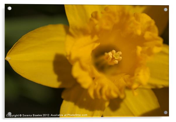 Bright Yellow Daffodil Acrylic by Serena Bowles