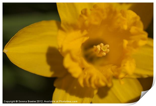Bright Yellow Daffodil Print by Serena Bowles