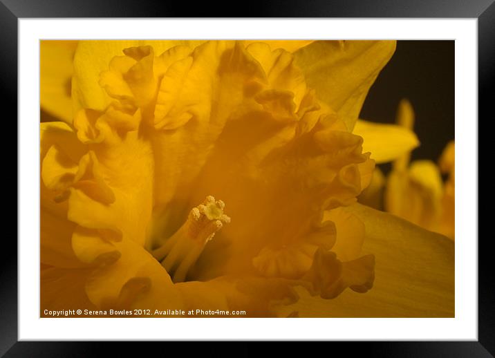Bright Yellow Daffodil Framed Mounted Print by Serena Bowles