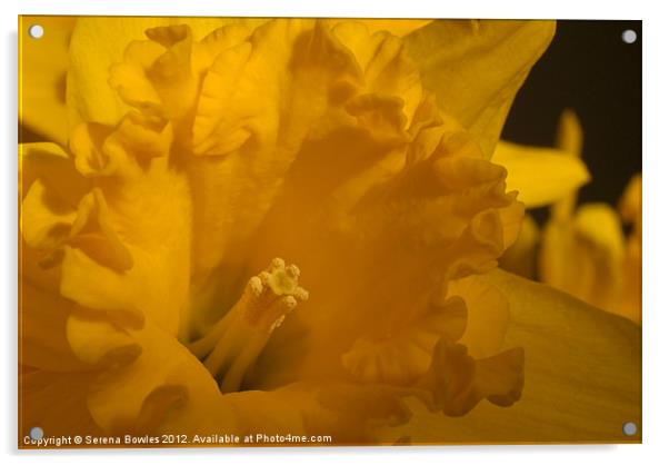 Bright Yellow Daffodil Acrylic by Serena Bowles