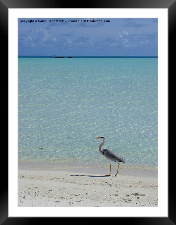 Heron strolls Maldive beach Framed Mounted Print by Sarah Bonnot