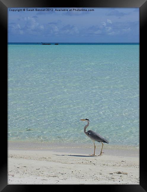 Heron strolls Maldive beach Framed Print by Sarah Bonnot