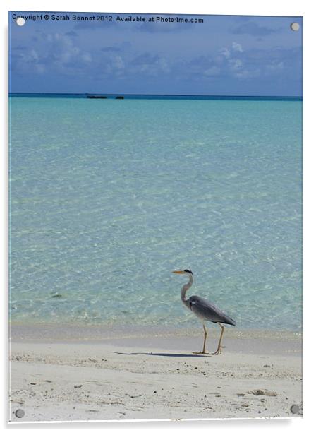 Heron strolls Maldive beach Acrylic by Sarah Bonnot