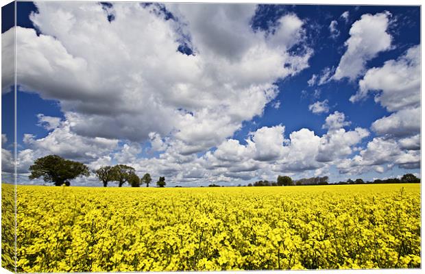 Clouds over Rape Seed Canvas Print by Paul Macro