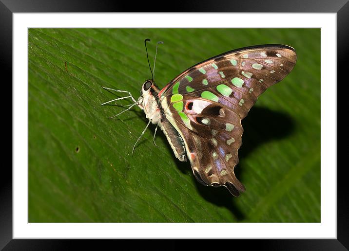 The Tailed Jay Framed Mounted Print by Olgast 