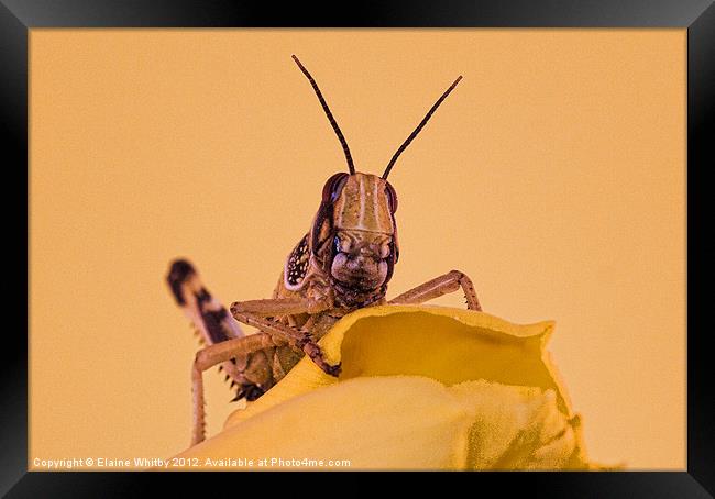 Locust Framed Print by Elaine Whitby