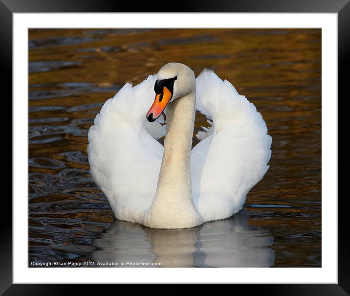 Swan looking on Framed Mounted Print by Ian Purdy