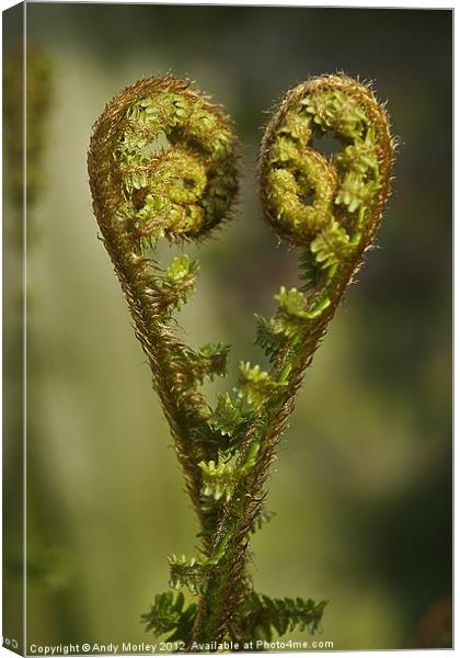 I heart Spring Canvas Print by Andy Morley