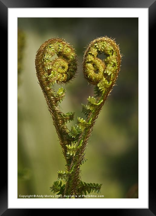 I heart Spring Framed Mounted Print by Andy Morley