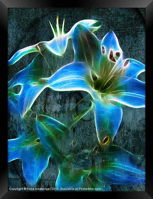 Lily Blue Framed Print by Fiona Messenger