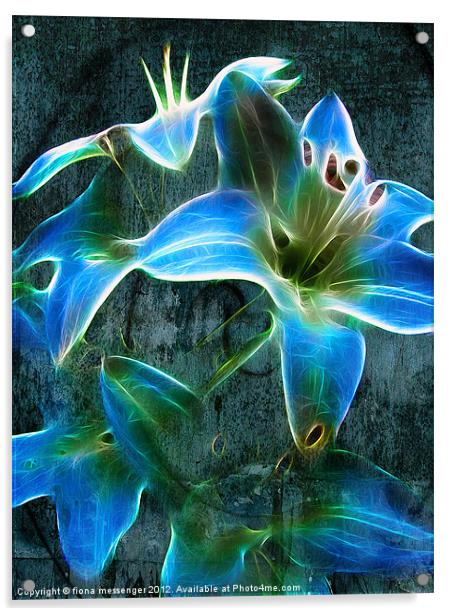 Lily Blue Acrylic by Fiona Messenger