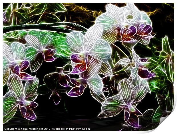 Orchids Print by Fiona Messenger