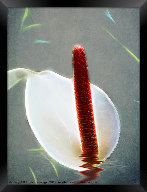 White Anthurium Framed Print by Fiona Messenger