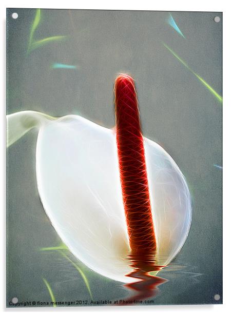 White Anthurium Acrylic by Fiona Messenger