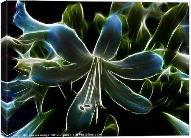 Agapanthus Flower Canvas Print by Fiona Messenger