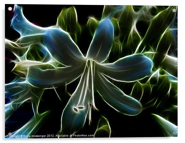 Agapanthus Flower Acrylic by Fiona Messenger