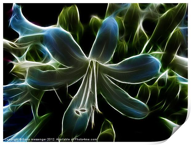Agapanthus Flower Print by Fiona Messenger