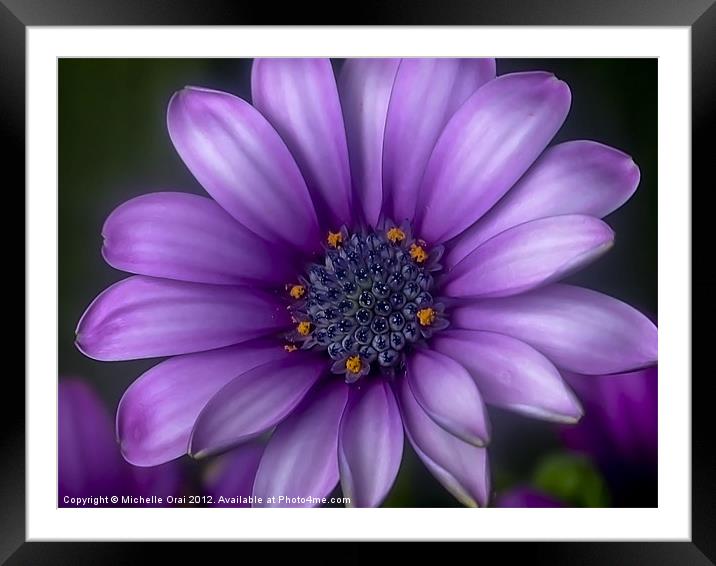 African Daisy Framed Mounted Print by Michelle Orai