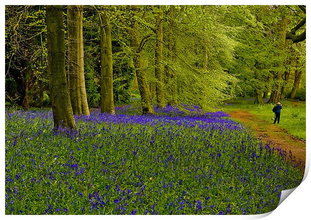 Bluebell Wood Print by Trevor Kersley RIP