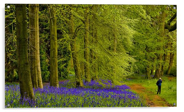 Bluebell Wood Acrylic by Trevor Kersley RIP