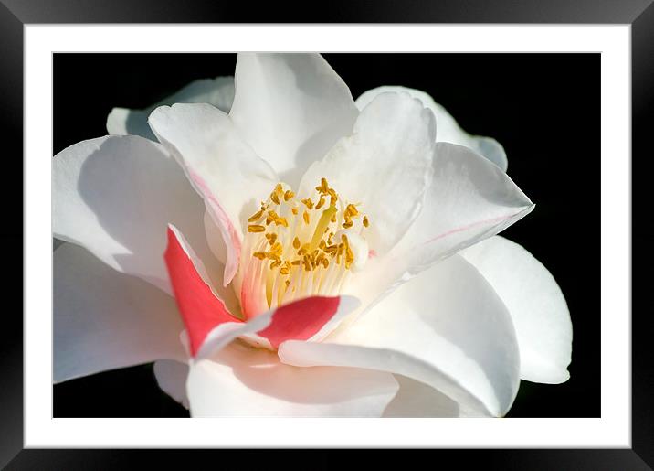 Camelia Framed Mounted Print by Mary Lane