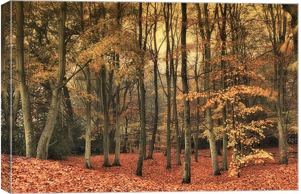 Down To The Woods Canvas Print by Chris Manfield