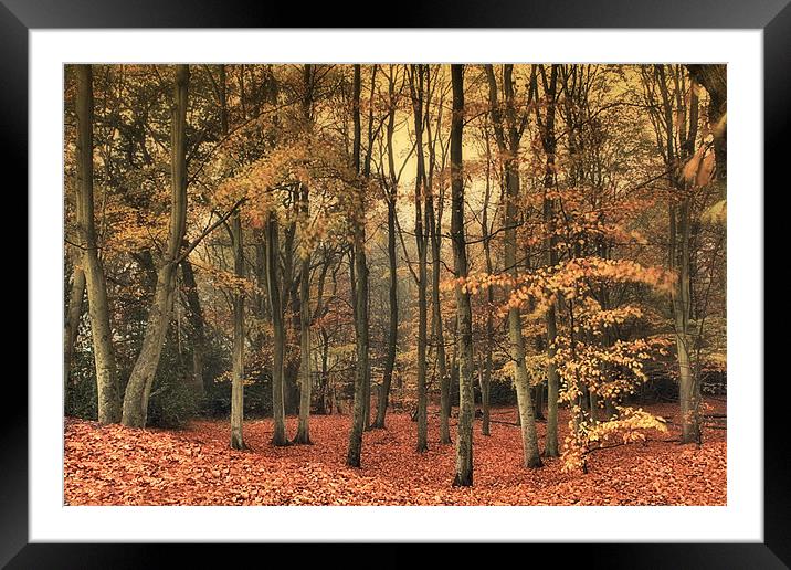 Down To The Woods Framed Mounted Print by Chris Manfield