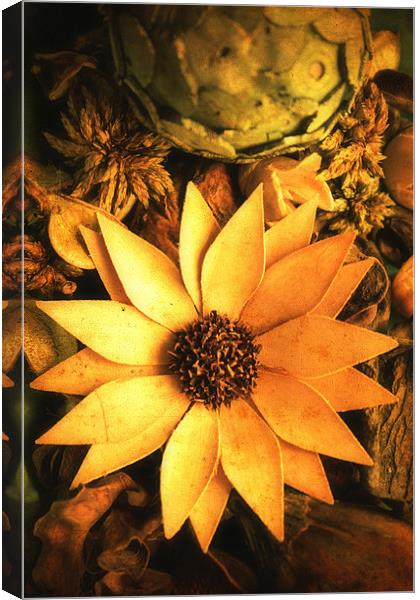 Flower Canvas Print by Chris Manfield