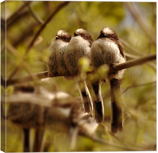 Long tailed tits Canvas Print by Macrae Images