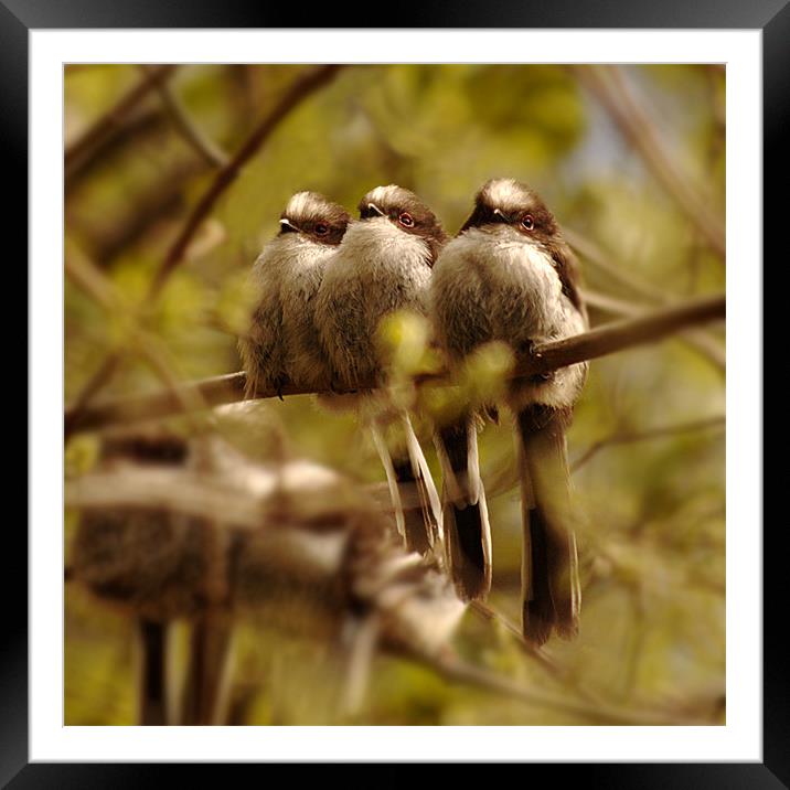 Long tailed tits Framed Mounted Print by Macrae Images