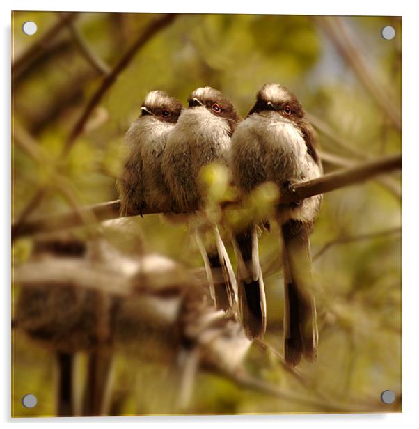 Long tailed tits Acrylic by Macrae Images