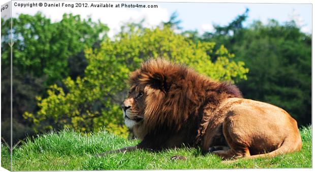 Lion laying in the sun Canvas Print by Daniel Fong