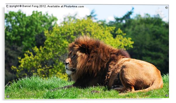 Lion laying in the sun Acrylic by Daniel Fong