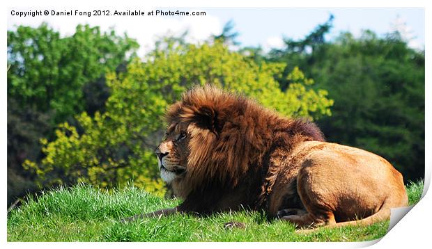 Lion laying in the sun Print by Daniel Fong