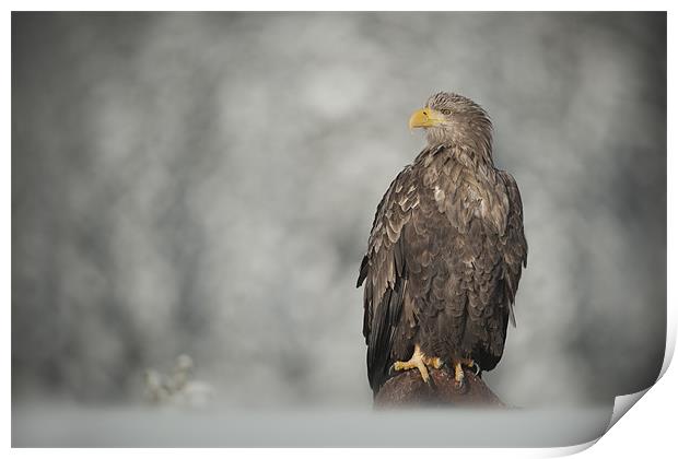 White-tailed Eagle Print by Natures' Canvas: Wall Art  & Prints by Andy Astbury