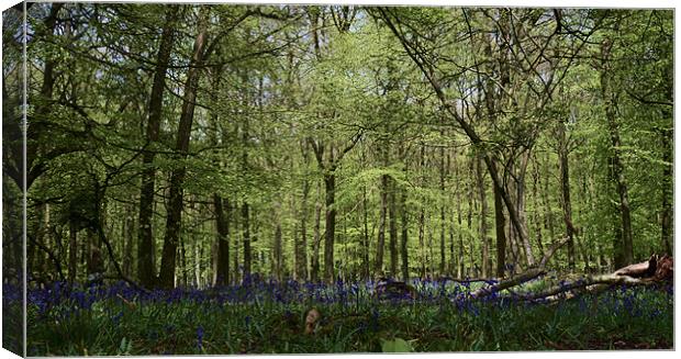 Bluebell woods Canvas Print by Chris Nowicki