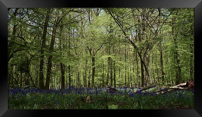 Bluebell woods Framed Print by Chris Nowicki