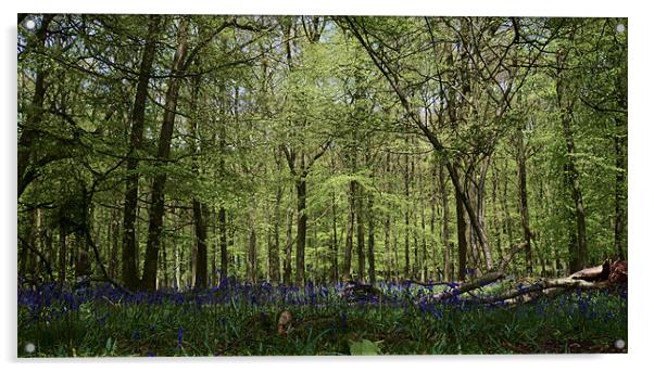 Bluebell woods Acrylic by Chris Nowicki
