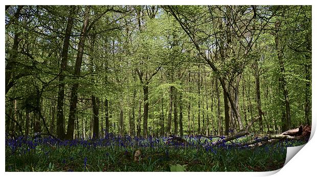 Bluebell woods Print by Chris Nowicki