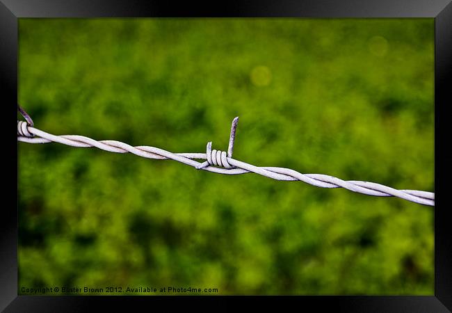 Barbed Wire Simplicity Framed Print by Buster Brown