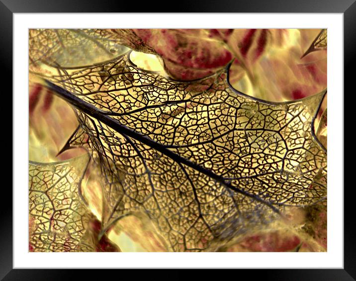 golden leaf Framed Mounted Print by Heather Newton