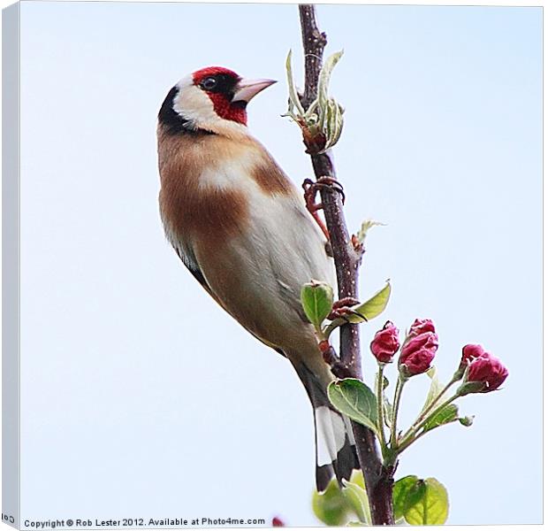 Goldfinch, (Carduelis carduelis) Canvas Print by Rob Lester