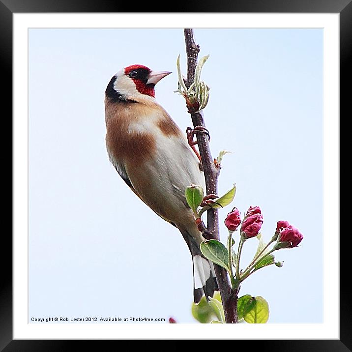 Goldfinch, (Carduelis carduelis) Framed Mounted Print by Rob Lester