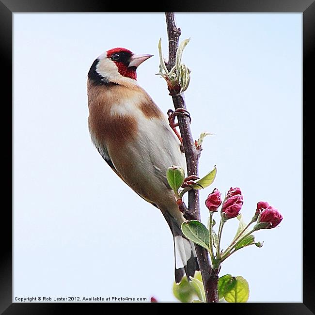 Goldfinch, (Carduelis carduelis) Framed Print by Rob Lester
