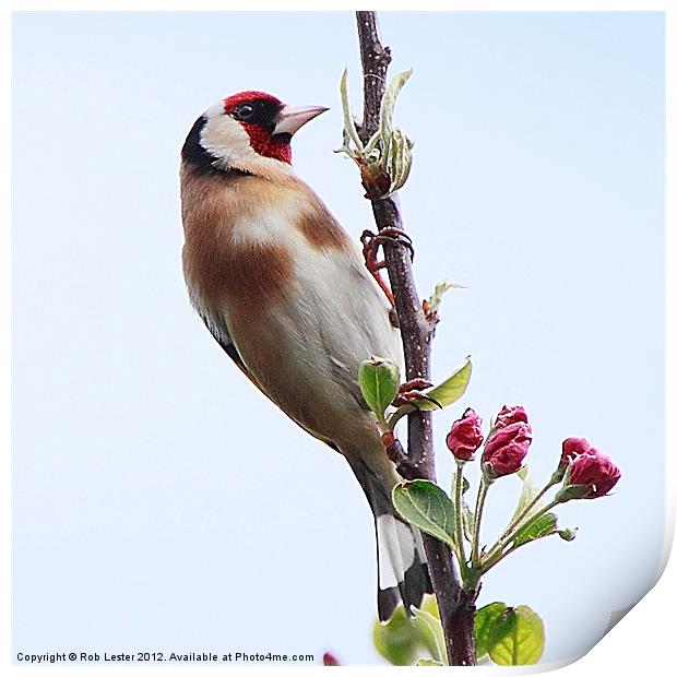 Goldfinch, (Carduelis carduelis) Print by Rob Lester