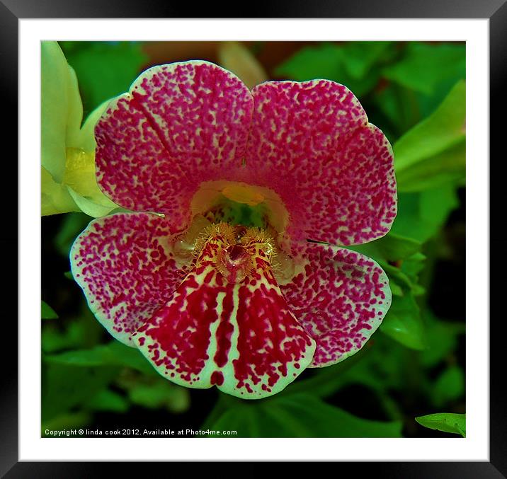 mimulus spring blossom Framed Mounted Print by linda cook