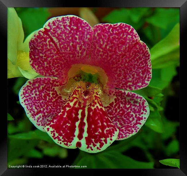 mimulus spring blossom Framed Print by linda cook