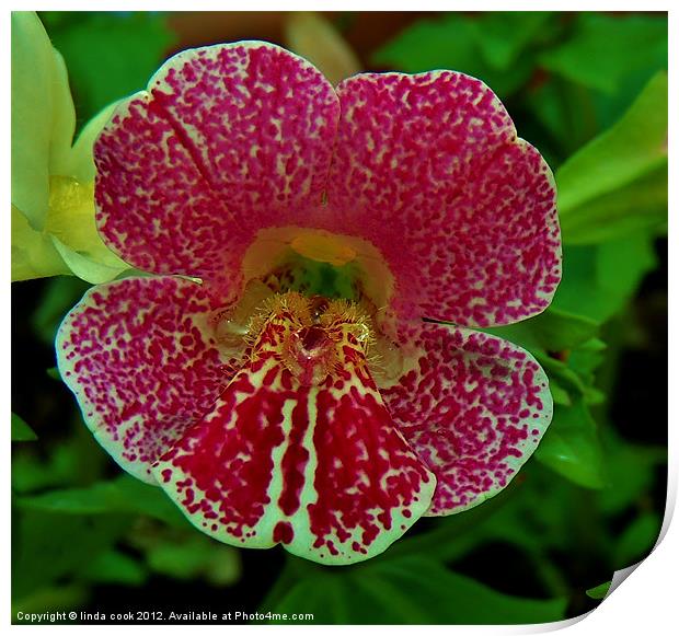mimulus spring blossom Print by linda cook