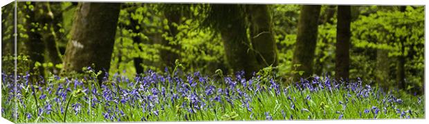 Bluebells Canvas Print by Peter Jarvis